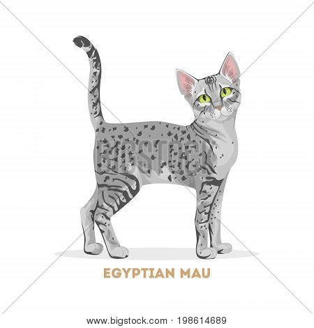 Egyptian mau cat. Isolated domestic animal on white background.