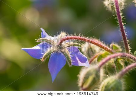 Beautiful starflower buds and flowers in the evening sun. Vibrant summer scenery of a garden.
