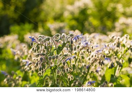 Beautiful starflower buds and flowers in the evening sun. Vibrant summer scenery of a garden.