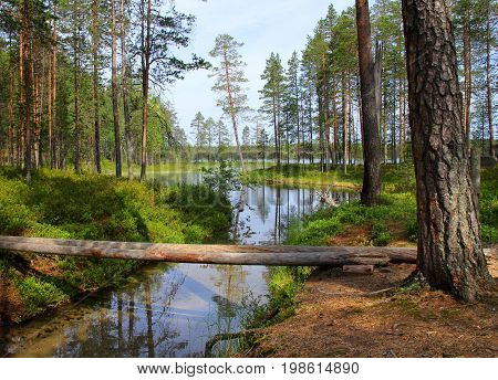 Forest lake and clear water streamlet in Finnish wilderness