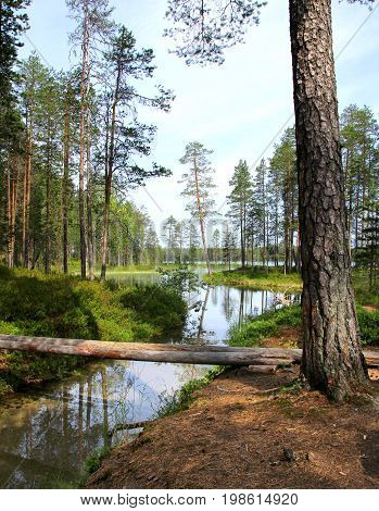 Forest lake and clear water streamlet in Finnish wilderness