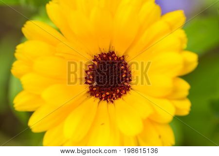 A beautiful bright calendula from tom. English marigold close-up. Shallow depth of field photo.