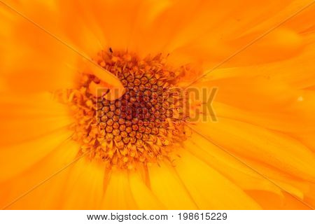 A beautiful bright calendula from tom. English marigold close-up. Shallow depth of field photo.