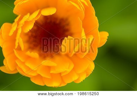 A beautiful bright calendula from tom. English marigold close-up. Shallow depth of field photo.