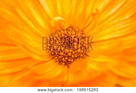 A beautiful bright calendula from tom. English marigold close-up. Shallow depth of field photo.