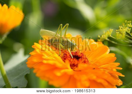 A beautiful green grasshopper sitting on a calendula. Insect resting on a flower. English marigold closeup. Shallow depth of field photo.