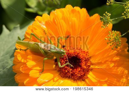 A beautiful green grasshopper sitting on a calendula. Insect resting on a flower. English marigold closeup. Shallow depth of field photo.