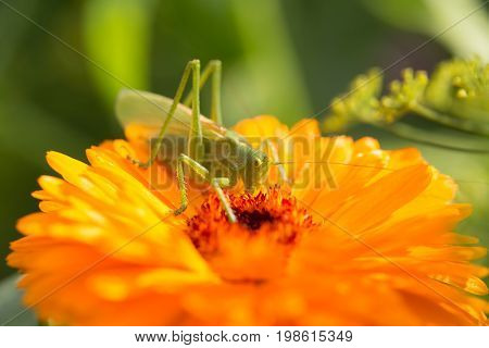 A beautiful green grasshopper sitting on a calendula. Insect resting on a flower. English marigold closeup. Shallow depth of field photo.