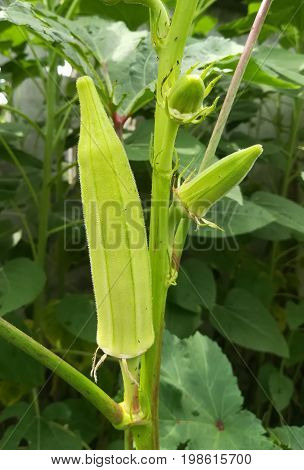 Close up picture of mature okra in the vegetable green garden
