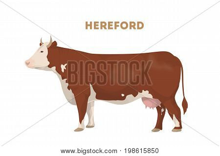 Isolated hereford cow on white background. Brown cow with good meat.