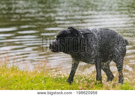 Black Labrador retriever dog. Splash after water bath.