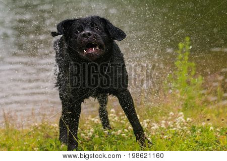 Black Labrador retriever dog. Splash after water bath.