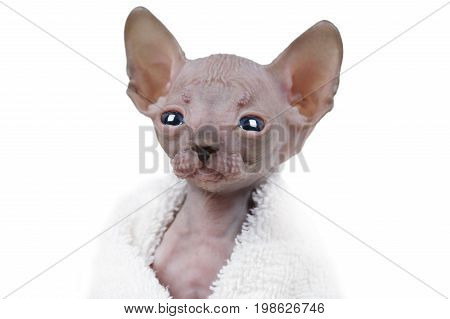 Portrait of Don Sphinx kitty (one month old) covered by a white blanket over white background