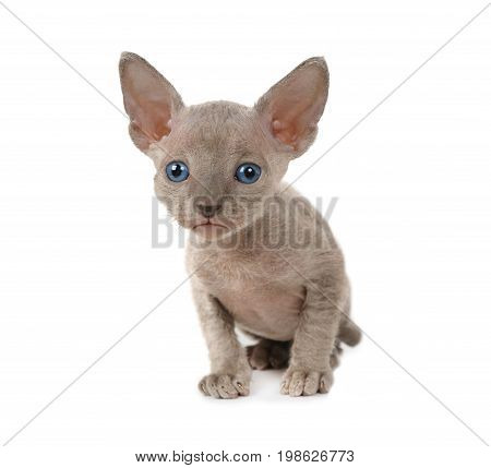 One month old Don Sphinx kitty cat isolated on white background