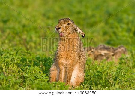 Portrét sezení hnědé zajíc (lepus europaeus).