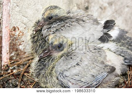 Dove Nestling In A Nest Of Branches. Together