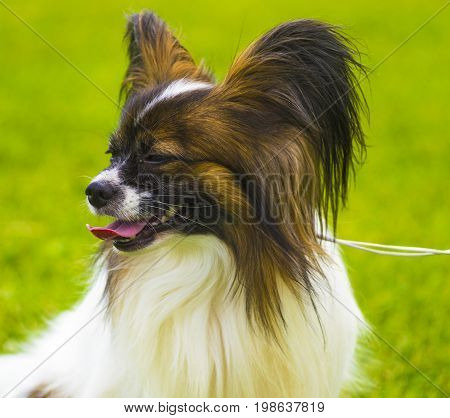 Close-up portrait of a papillon. A small white and red papillon dog. Sweet papillon puppy. Papillon