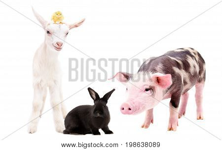 Group of funny farm animals, standing together, isolated on white background
