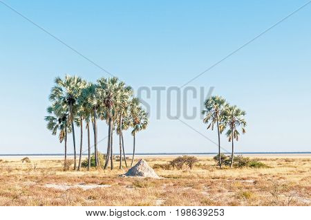 A cluster of makalani palm trees Hyphaene petersiana at Fischers Pan in Northern Namibia