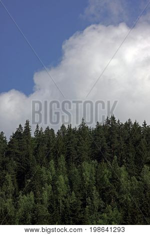 Mixed forest and clouds in the sky in the Ukrainian Carpathians