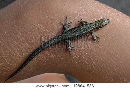 Female lizard (Lacerta agilis argus) on hand. View from above