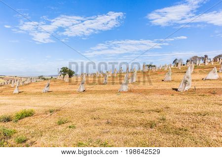 Young Fruit Trees Landscape