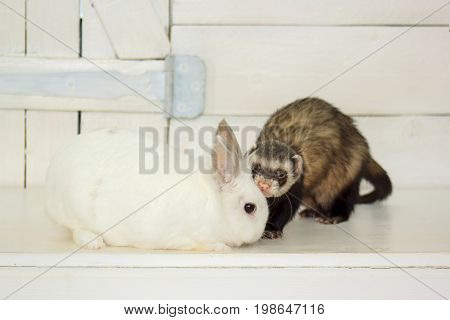 Home ferret and a rabbit are sitting near the white door. Pet animals.
