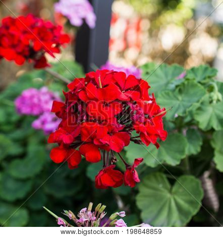 Red geraniums in a summer garden. Beautiful flowers.