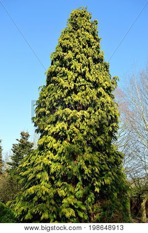 Northern white cedar Latin name Thuja occidentalis
