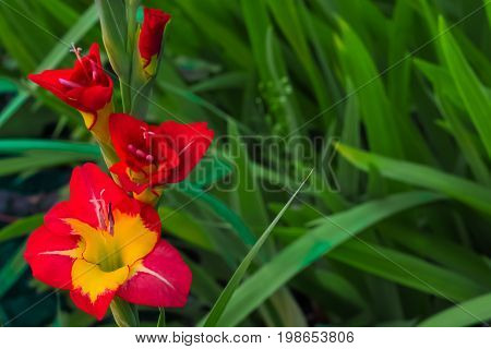 Yellow and red gladiolus on a background of green leaves in the garden.