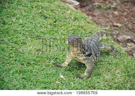 Giant lizard walking in a Thai park. Bangkok.