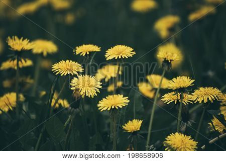 Dandelion yellow flower growing on the green meadow in spring time, natoral seasonal floral background with copy space