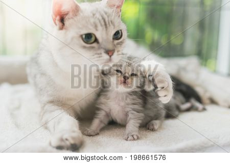 American Shorthair Cat Kissing Her Kitten With Love