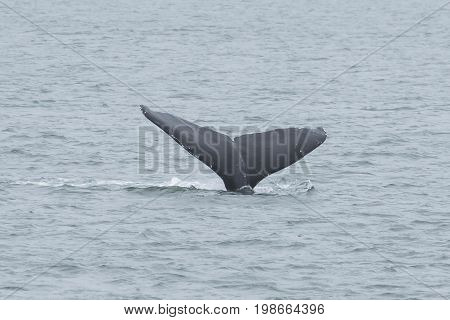 Whale flukes back view grey color entering the ocean