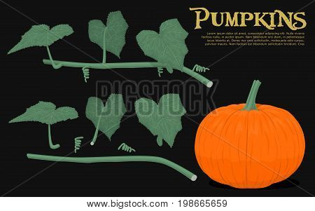 Set of pumpkins element, good material for creating your composition