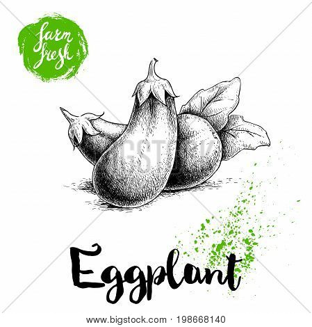 Hand drawn sketch whole eggplants composition with leaves. Illustration isolated on white background. Farm fresh ecological vegetables artwork.