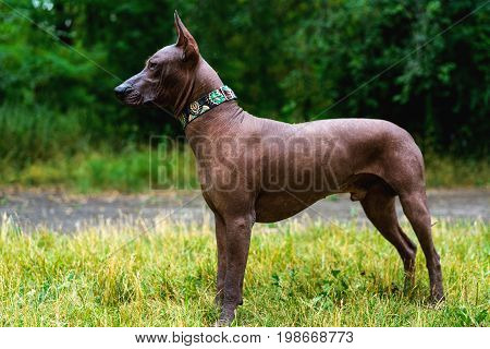 Close up portrait One Mexican hairless dog (xoloitzcuintle Xolo) in full growth in a collar on a background of green grass and trees in the park