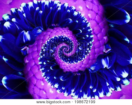 Navy blu violet flower spiral abstract fractal effect pattern background. Floral spiral abstract pattern fractal. Incredible navy violet flowers pattern round circle spirally incredible background