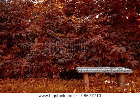 autumn bench near a honeysuckle bush