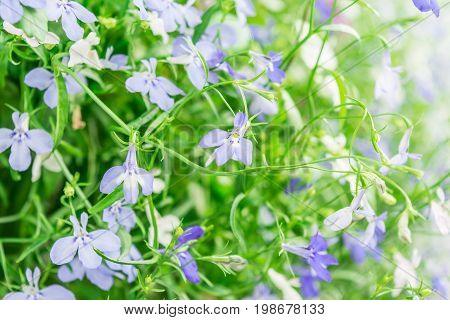 Blue And White Trailing Lobelia Sapphire Flowers Or Edging Lobelia, Garden Lobelia.