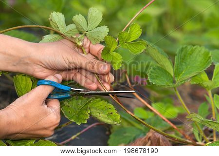 hands cutting strawberry runners with scissors in the garden