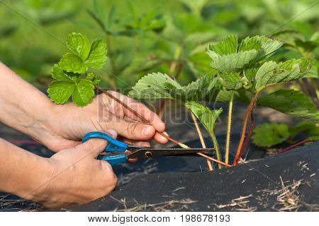 hands of gardener cutting strawberry runners with scissors