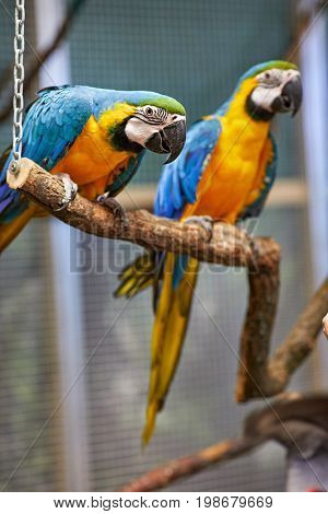 Two Colorful South American Blue and Yellow Macaw parrots (Ara ararauna)