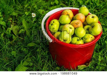 the apples broken in July in the sun