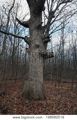 A majestic oak tree stands in the Hammel Woods Forest Preserve in Shorewood, Illinois.