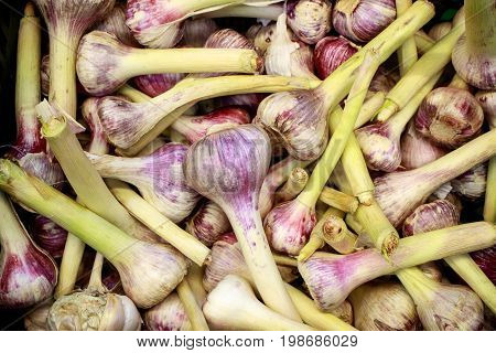 A lot of young garlic in one place
