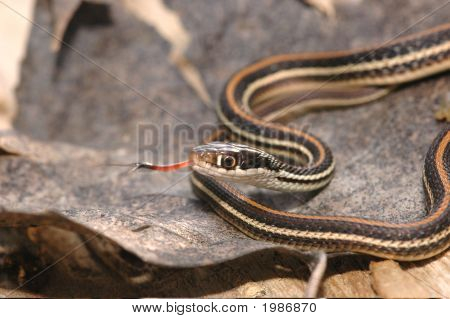Thamnophis neporaženou neporaženou