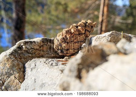 Pine cone on a stone in the woods
