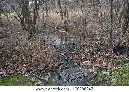 Water collects into a surface puddle in the Hammel Woods Forest Preserve in Shorewood, Illinois, during December.