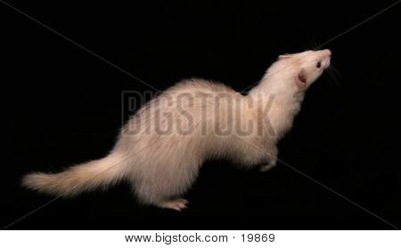 Light Coloured Domestic Ferret